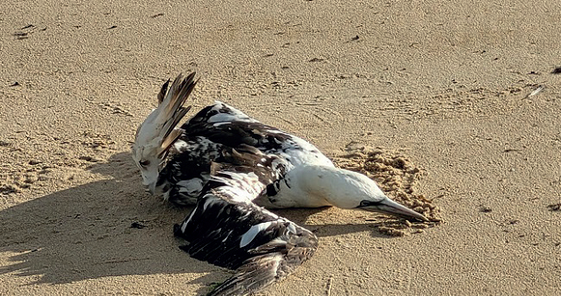 La grippe aviaire sévit sur l’île de Ré