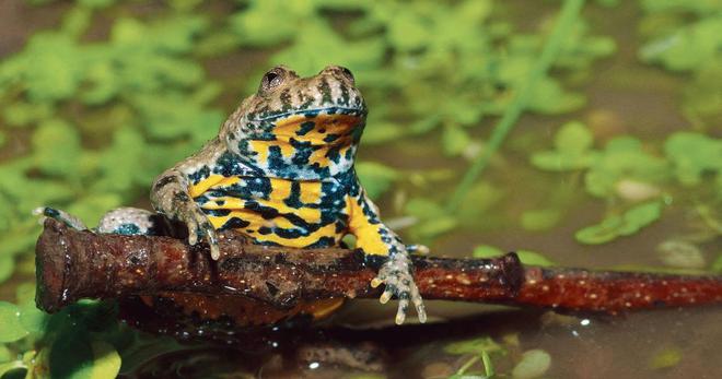 Comment le crapaud à ventre jaune survit en milieu hostile