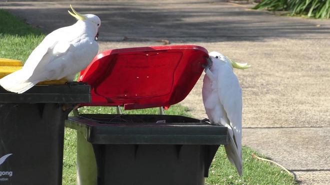 VIDÉO - Australie : quand des cacatoès s'adaptent à l'homme en apprenant à ouvrir les poubelles