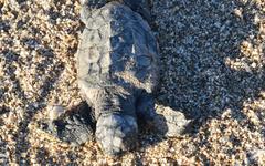 Hérault : l'incroyable odyssée de la tortue de Valras et ses 110 œufs pondus sur la plage