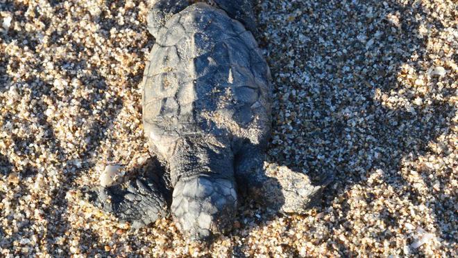 Hérault : l'incroyable odyssée de la tortue de Valras et ses 110 œufs pondus sur la plage