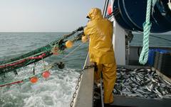 Pêche : la Commission européenne interdit le chalutage dans une partie de l'Atlantique