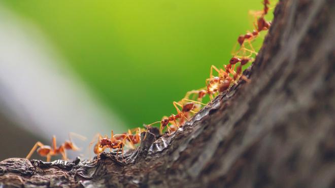 Il y a 20 millions de milliards de fourmis sur la planète, selon une nouvelle estimation