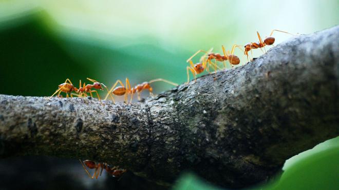 Il y a 2,5 millions de fourmis pour chaque humain sur Terre