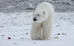 Une nouvelle population d’ours polaires découverte au Groenland
