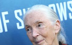 Climat: l'humanité s'approche du «point de non-retour», alerte Jane Goodall