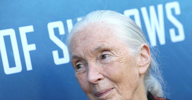 Climat: l'humanité s'approche du «point de non-retour», alerte Jane Goodall