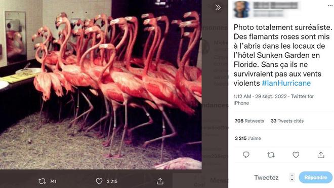 Ouragan Ian : en Floride, des flamants roses sont-ils vraiment mis à l'abri dans les toilettes d'un hôtel ?