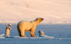 Norvège : après la morse Freya, l'ourse polaire Frost pourrait aussi être mise à mort