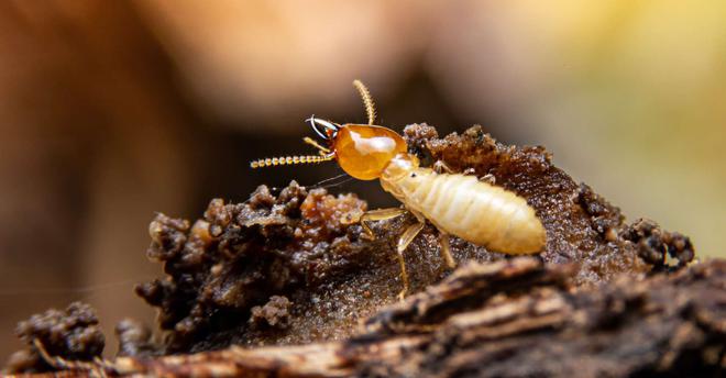 Les termites partent à la conquête du monde et ce n'est pas une bonne nouvelle