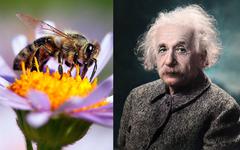 Albert Einstein n’a jamais dit “Si l’abeille venait à disparaître, l’homme n’aurait plus que 4 années à vivre”