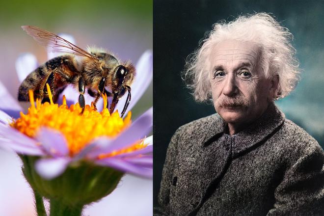 Albert Einstein n’a jamais dit “Si l’abeille venait à disparaître, l’homme n’aurait plus que 4 années à vivre”