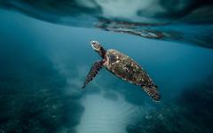 Les tortues marines sont menacées par l’industrie du luxe