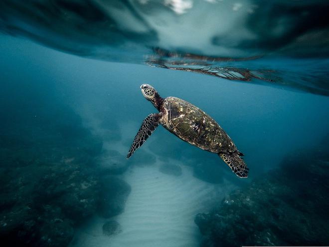 Les tortues marines sont menacées par l’industrie du luxe