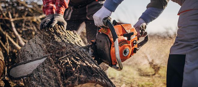 L'affouage : couper son bois en forêt permet d'économiser beaucoup d'argent à la sueur de son front