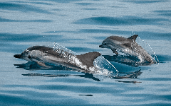Nouvelle-Zélande : l’intelligence artificielle vient au secours des dauphins de Māui