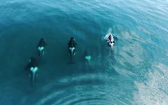 En vidéo, la chasse mortelle d'un requin blanc par des orques !