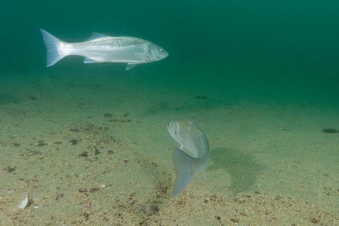 Mieux connaître les habitats marins : plus de 300 poissons suivis à la trace grâce à un réseau de télémétrie acoustique