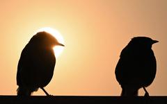 Est-il vrai que "les oiseaux ne migrent plus" à cause du changement climatique ?