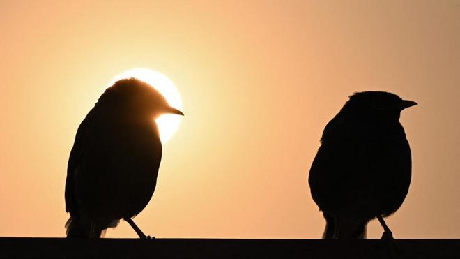 Est-il vrai que "les oiseaux ne migrent plus" à cause du changement climatique ?