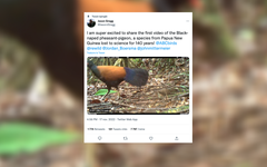 Papouasie-Nouvelle-Guinée : le pigeon-faisan, considéré comme disparu depuis 140 ans, réapparaît sur l'île de Ferguson