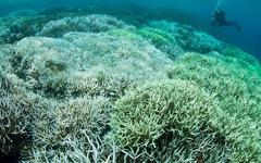 Réchauffement climatique : en Australie, la Grande Barrière de corail bientôt classée parmi les sites "en péril" du patrimoine mondial ?