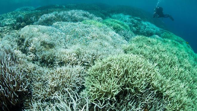 Réchauffement climatique : en Australie, la Grande Barrière de corail bientôt classée parmi les sites "en péril" du patrimoine mondial ?