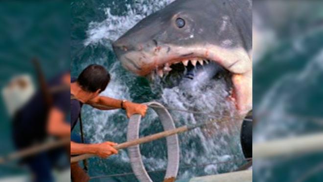 Steven Spielberg « regrette » que les requins aient été « décimés » à cause des Dents de la mer
