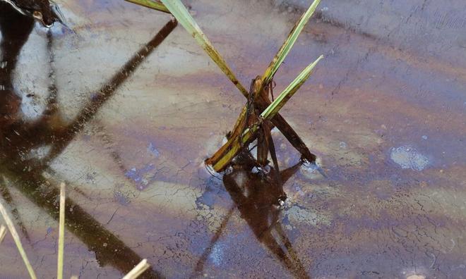 De l’huile de vidange se répand sur 200 mètres dans la rivière à Sablé-sur-Sarthe