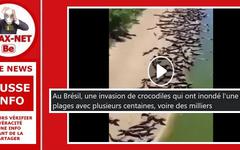 Non, il n’y a pas d’invasion de crocodiles sur les plages du Brésil.