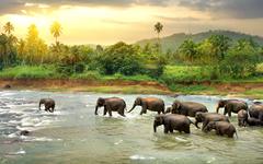 Comment les éléphants sont nos alliés pour lutter contre le réchauffement climatique