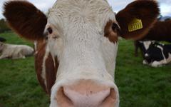 L’Union européenne va obliger les Pays-Bas à interdire l’élevage de bétail