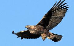 Hérault : un aigle royal retrouvé mort au pied d'une éolienne sur le Massif de l’Escandorgue près de Lodève