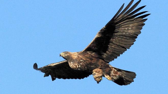 Hérault : un aigle royal retrouvé mort au pied d'une éolienne sur le Massif de l’Escandorgue près de Lodève