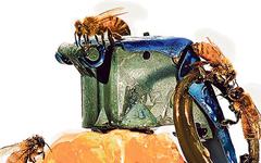 Ce que les abeilles murmurent à l'oreille des humains