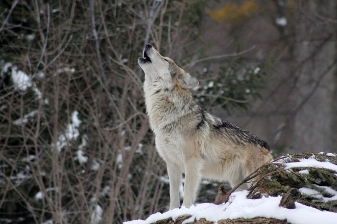 La Suède autorise le massacre extrême de 75 loups
