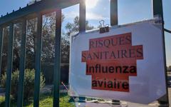 Grippe aviaire en Île-de-France et dans l’Oise : «Une situation encore jamais rencontrée de par son ampleur»