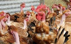 Grippe aviaire : la flambée des cas continue, 4,6 millions de volailles abattues en six mois