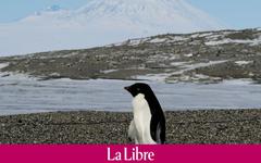 Il n'y a jamais eu aussi peu de glace en Antarctique en janvier, selon Copernicus