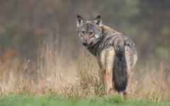 Le loup est-il présent dans le Maine-et-Loire ?