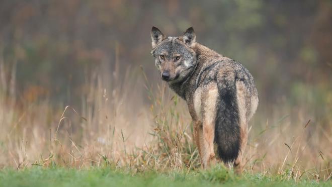 Le loup est-il présent dans le Maine-et-Loire ?