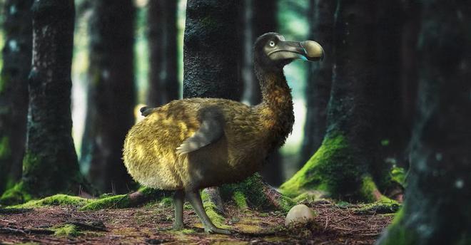 Une société travaille à ressusciter le dodo et le mammouth laineux