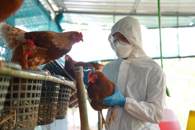 Le virus de la grippe aviaire H5N1 sera-t-il à l'origine de la prochaine pandémie ?