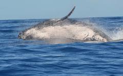 Il y a un lien entre le pic de mortalité chez les baleines et le shopping en ligne
