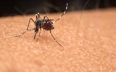 Moustiques-tigres : la dengue, la menace de l’été