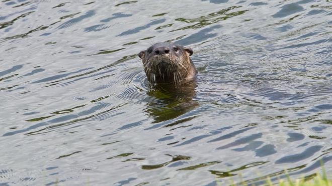 VIDÉO - Longtemps menacée, la loutre refait surface en France