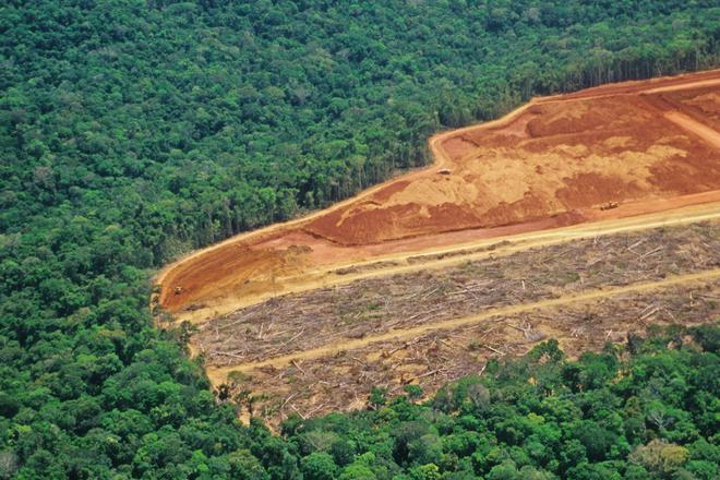 Les eurodéputés adoptent une nouvelle législation de lutte contre la déforestation importée