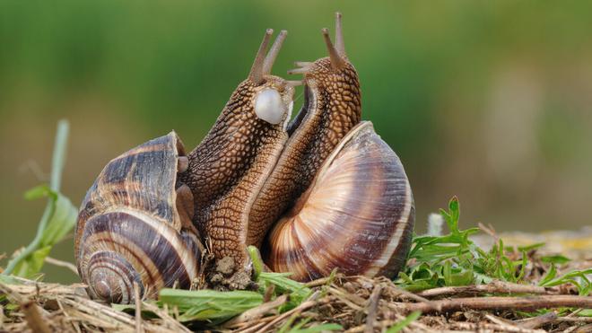 Pistez les escargots pour la science !