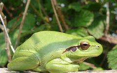 Protéger la biodiversité face aux projets d'aménagement : la « raison impérative d'intérêt public majeur »