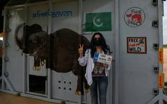 Cher accueille au Cambodge l'éléphant maltraité du Pakistan